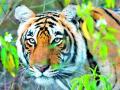 वाघाच्या हल्ल्यात पाच शेळ्यांसह गोऱ्हा ठार - Marathi News | Tiger killed five people including a goat | Latest vardha News at Lokmat.com