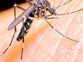 कोरोनापेक्षा डेेंग्यू भारी, आता सर्वांनी घ्यावी खबरदारी - Marathi News | Dengue is heavier than corona, now everyone should be careful | Latest vardha News at Lokmat.com