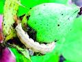 यंदाही गुलाबी बोंडअळीचा प्रादुर्भाव अटळ - Marathi News | This year's pink bollworm is inevitable | Latest vardha News at Lokmat.com