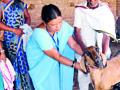 दहेली गावकऱ्यांसाठी शेळ्या बनल्या एटीएम - Marathi News | Goats for ATMs for Dahely villagers | Latest yavatmal News at Lokmat.com