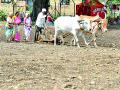 दोन लाख हेक्टरवर पेरणी - Marathi News | Sowing on two lakh hectares | Latest yavatmal News at Lokmat.com