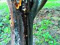 ‘डिंक्या’मुळे संत्रा धोक्यात - Marathi News | Orange Danger in 'Dinkya' | Latest yavatmal News at Lokmat.com