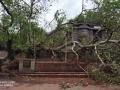 कोट येथे वटवृक्ष कोसळून शिवसेना शाखेचे नुकसान - Marathi News | The loss of the Shiv Sena branch at the quote collapsed at Kot | Latest ratnagiri News at Lokmat.com
