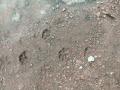 भंडारा जिल्ह्यात अंगणात आढळले बिबट्याच्या पावलाचे ठसे - Marathi News | Leopard footprints found in courtyard in Bhandara district | Latest bhandara News at Lokmat.com