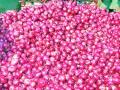 आवक वाढल्याने कांद्याचे भाव स्थिर - Marathi News |  Onion prices are stable due to inward growth | Latest nashik News at Lokmat.com