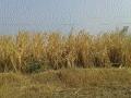 पाण्याअभावी झाले उसाचे पाचट ! - Marathi News | Sugarcane wasted due to water! | Latest beed News at Lokmat.com