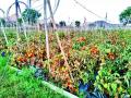 टमाट्याला कवडीमोल भाव : तोडणी बंद करण्याची वेळ - Marathi News | Tomatoes Quenchial price: Time to stop picking | Latest nashik News at Lokmat.com