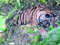 ताडोबातील झुंजीत वाघाच्या बछड्याचा मृत्यू - Marathi News | Tiger Found dead in Tadoba Sanctuary | Latest chandrapur News at Lokmat.com