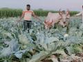 ४० बिघे कोबी पिकात सोडली गुरे - Marathi News | Livestock left in the Big 3 cabbage crop | Latest dhule News at Lokmat.com
