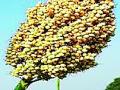 सोयाबीनला मूग, उडीद, ज्वारीचा पर्याय - Marathi News | Green gram, urad, sorghum substitute for soybean | Latest amravati News at Lokmat.com