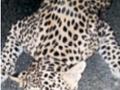 लोकांनी धास्ती घेतलेला बिबट्या वाहनाच्या धडकेत ठार, आता हळहळ - Marathi News | A leopard that was feared by people was killed in a collision with a vehicle, now hahaha | Latest amravati News at Lokmat.com