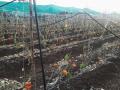वादळामुळे शिमला मिरची जमिनदोस्त - Marathi News | Shimla chilli land grab due to the storm | Latest nashik News at Lokmat.com
