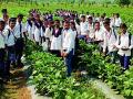 खडकाळ शेतजमिनीवर फुलविली भाजीपाला बाग - Marathi News | Vegetable garden on a rusty farmland | Latest bhandara News at Lokmat.com