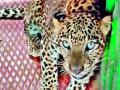 महाजनपूर येथे बिबट्या पिंजऱ्यात - Marathi News | Leopard cage at Mahajanpur | Latest nashik News at Lokmat.com