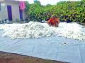 शेतकऱ्यांची ओला कापूस वाळविण्यासाठी धडपड - Marathi News | Farmers struggle to dry wet cotton | Latest buldhana News at Lokmat.com