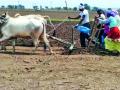 पेरलेली बियाणे करपण्याचा धोका - Marathi News | The risk of planting sown seeds | Latest chandrapur News at Lokmat.com