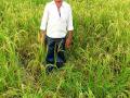 वन्यप्राण्यांमुळे पिकाचे नुकसान - Marathi News | Crop damage due to wildlife | Latest chandrapur News at Lokmat.com
