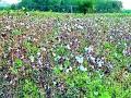 शेतातील कापूस बघून शेतकऱ्यांच्या डोळ्यात पाणी - Marathi News | Seeing the cotton in the field, the water in the eyes of the farmers | Latest chandrapur News at Lokmat.com