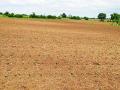पावसाची दडी, पिकांना धोका - Marathi News | Rainbows, Risks to Crops | Latest chandrapur News at Lokmat.com