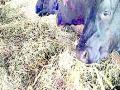 चारा टंचाईमुळे शेतकऱ्यांचे बजेट कोलमडले - Marathi News | The farmers' budget collapsed because of shortage of fodder | Latest chandrapur News at Lokmat.com