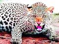 बिबट्याच्या हल्ल्यात इसम ठार - Marathi News | Ism killed in leopard attack | Latest chandrapur News at Lokmat.com
