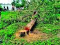खासगी जागेवरील झाडांची कत्तल गेली पोलीस ठाण्यात - Marathi News | Trees were cut down on private land at the police station | Latest chandrapur News at Lokmat.com