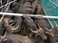ट्रकमध्ये कोंबलेल्या २७ म्हशींची सुटका - Marathi News | 27 buffaloes rescued from truck | Latest nashik News at Lokmat.com