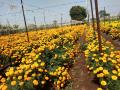 दसरा-दिवाळीसाठी झेंडूची शेती बहरली - Marathi News | For the Dasari-Diwali, marigold farming has become so rampant | Latest nashik News at Lokmat.com