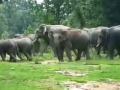 जंगली हत्तींच्या कळपाने वनविभागालाही आणले जेरीस - Marathi News | forest department Anxious over wild elephants herd | Latest gadchiroli News at Lokmat.com