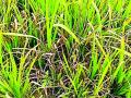 धानपिकावर कडाकरपा रोगाचा प्रादुर्भाव - Marathi News | Influence of chronic disease on rice | Latest gadchiroli News at Lokmat.com