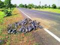 रस्त्याच्या कडेला फेकले शेकडो रोपटे - Marathi News | Hundreds of sheds lying around the road | Latest gadchiroli News at Lokmat.com
