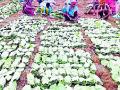 ८५० ग्रामसभा करणार स्वत: तेंदूपत्ता संकलन - Marathi News | ८५० Gram Sabha itself collect Tendupatta | Latest gadchiroli News at Lokmat.com