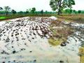 सततच्या पावसामुळे धान पेरणीच्या कामात वाढल्या अडचणी - Marathi News | Difficulties in paddy sowing due to continuous rains | Latest gadchiroli News at Lokmat.com