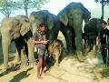 कमलापूरच्या हत्ती कॅम्पमध्ये आणखी एका हत्तीची भर - Marathi News | Another elephant in the Elephant camp in Kamalpur | Latest gadchiroli News at Lokmat.com