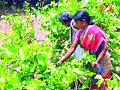 पैसे बुडविणारे तेंदूपत्ता कंत्राटदार पुन्हा सक्रिय - Marathi News |  The cash-starved Tendubuntown contractor will reactivate | Latest gadchiroli News at Lokmat.com