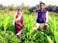 भाजीपाला पिकातून सावरले कुटुंब - Marathi News | Family harvested from vegetable crops | Latest gondia News at Lokmat.com