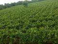 एकलहरेत शेतीकामांना वेग - Marathi News | One-way farming | Latest nashik News at Lokmat.com