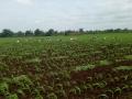 पावसाच्या उघडीप दिल्याने निंदणीच्या कामाला वेग... - Marathi News | Due to the incessant rains of rain ... | Latest nashik News at Lokmat.com