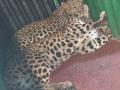 मालेगाव तालुक्यात दोन बिबटे जेरबंद - Marathi News |  In Malegaon taluka, two leopard jerbands | Latest nashik News at Lokmat.com