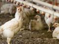 पोल्ट्री उद्योगावर गैरसमजांमुळे संक्रांत - Marathi News | Infected by misconceptions on the poultry industry | Latest nandurbar News at Lokmat.com