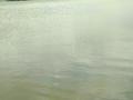 गोदावरी नदीत दूषित पाणीहजारो मासे पडले मृत - Marathi News | Thousands of fish fell dead in Godavari river | Latest nashik News at Lokmat.com