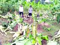 सिंधुदुर्ग :  हत्तीचे विजघरात धुमशान, केळी बागायतीचे मोठे नुकसान - Marathi News | Sindhudurg: Dhumashan and elephant big damages, big loss of Banana horticulture | Latest sindhudurga News at Lokmat.com