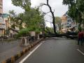 मेहेर सिग्नलजवळ निंबाचे झाड कोसळले - Marathi News | nashik,meher,signal,tree,collapses | Latest nashik News at Lokmat.com