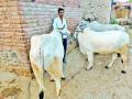 कारंजातील बाजारात बैलजोडीचे दर दीड लाखांच्या वर - Marathi News | The price of a pair of oxen in the fountain market is over one and a half lakh | Latest vashim News at Lokmat.com