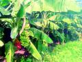 पाच एकरात २० लाखांचे उत्पन्न घेण्याचा ध्यास - Marathi News | The desire to earn Rs 20 lakh in five acres | Latest vardha News at Lokmat.com