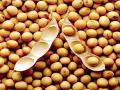 सोयाबीन विकण्याची घाई करू नका - Marathi News | Do not rush to sell soybeans | Latest vardha News at Lokmat.com