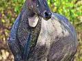 वन्यप्राण्यांचा कोवळ्या रोपांवर डल्ला - Marathi News | Duck on wild plants of wild animals | Latest yavatmal News at Lokmat.com