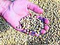 सोयाबीन बियाण्यांच्या ठोक विक्रेत्यांना विक्रीबंद आदेश - Marathi News | Order of sale to soybean seed wholesalers | Latest yavatmal News at Lokmat.com