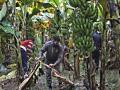 धक्कादायक...केळी नामशेष होण्याच्या मार्गावर; कोलंबियामध्ये आपत्कालीन स्थिती - Marathi News | Shocking ... banana is in trouble fungus attack; Emergency in Colombia | Latest national News at Lokmat.com