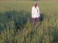 यवतमाळ जिल्ह्यातील चातारीत चाखायला मिळणार ‘काळा गहू’! - Marathi News | 'Black wheat' to be tasted in Chatari in Yavatmal district! | Latest yavatmal News at Lokmat.com